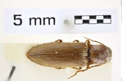 Foto (Dorsalansicht) von Agriotes (Agriotes) leinfesti (Platia & Gudenzi, 1998) (NHMW-ZOO-COL-0008423)